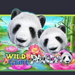 Wild Giant Panda