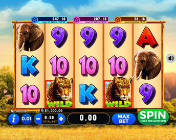 Wild Safari