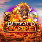 Buffalo on Fire!