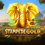 Stampede Gold