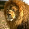 Moryfar