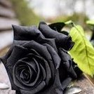 56blackrose