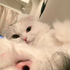 Leelsweep1488