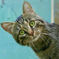 kostyaF