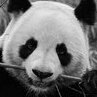 MRPanda
