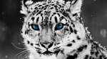 avatar-39057