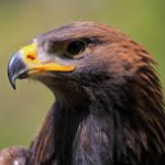 Artak_D